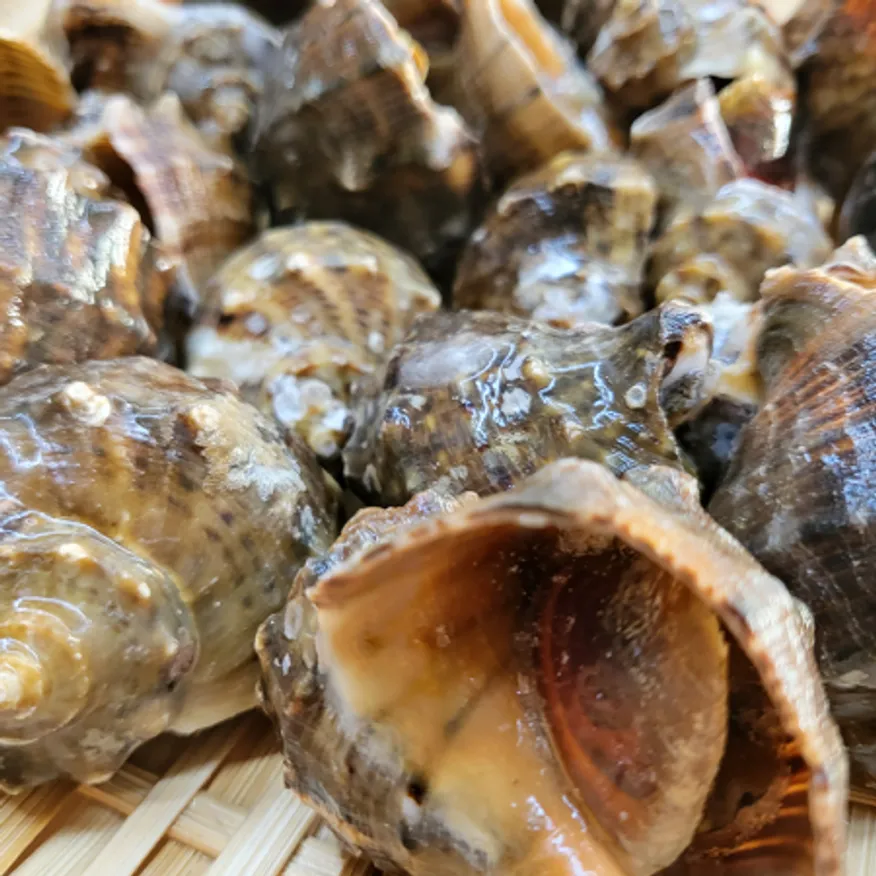 국내산 참소라 10kg 피참소라 이미지