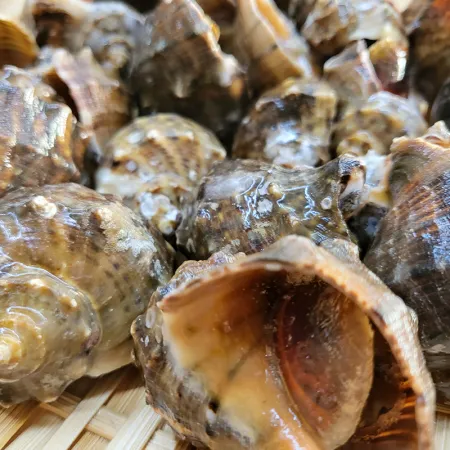 국내산 참소라 10kg 피참소라 이미지