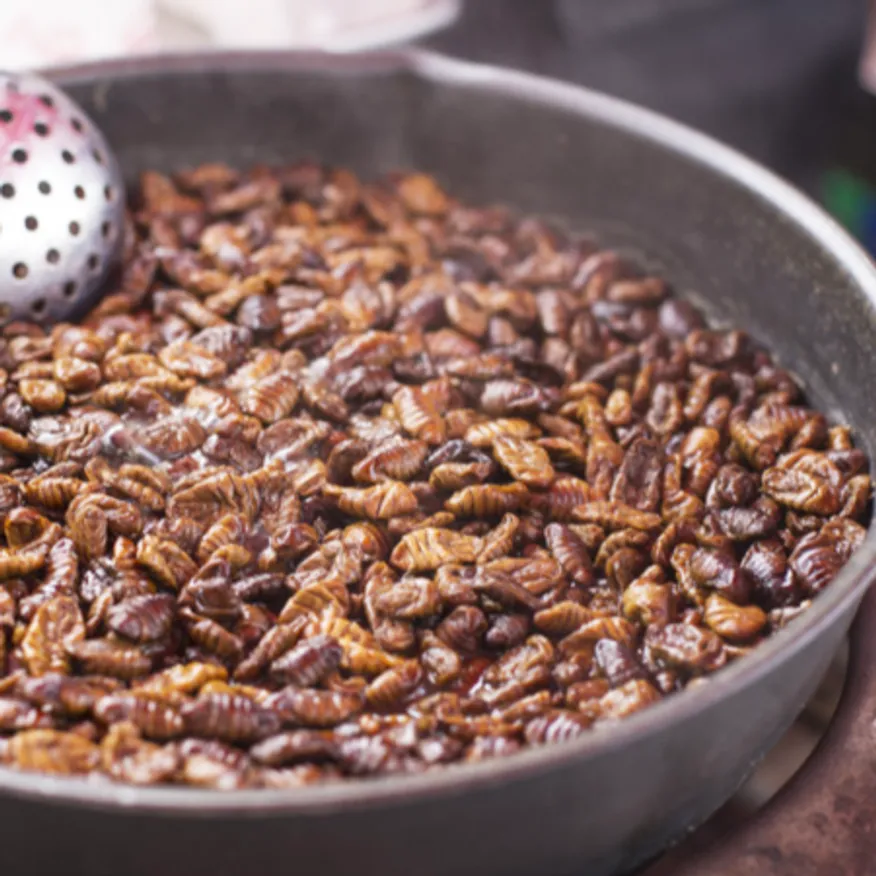 냉동 번데기 4kg 뻔데기 이미지