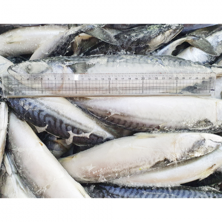 노르웨이 고등어 20kg(400-600) 대사이즈 33~50미 내외 업소용 냉동고등어 이미지