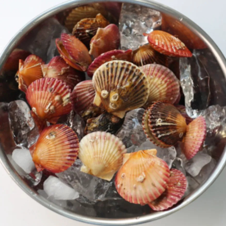 손질 자숙 가리비살 1kg 냉동가리비살 이미지