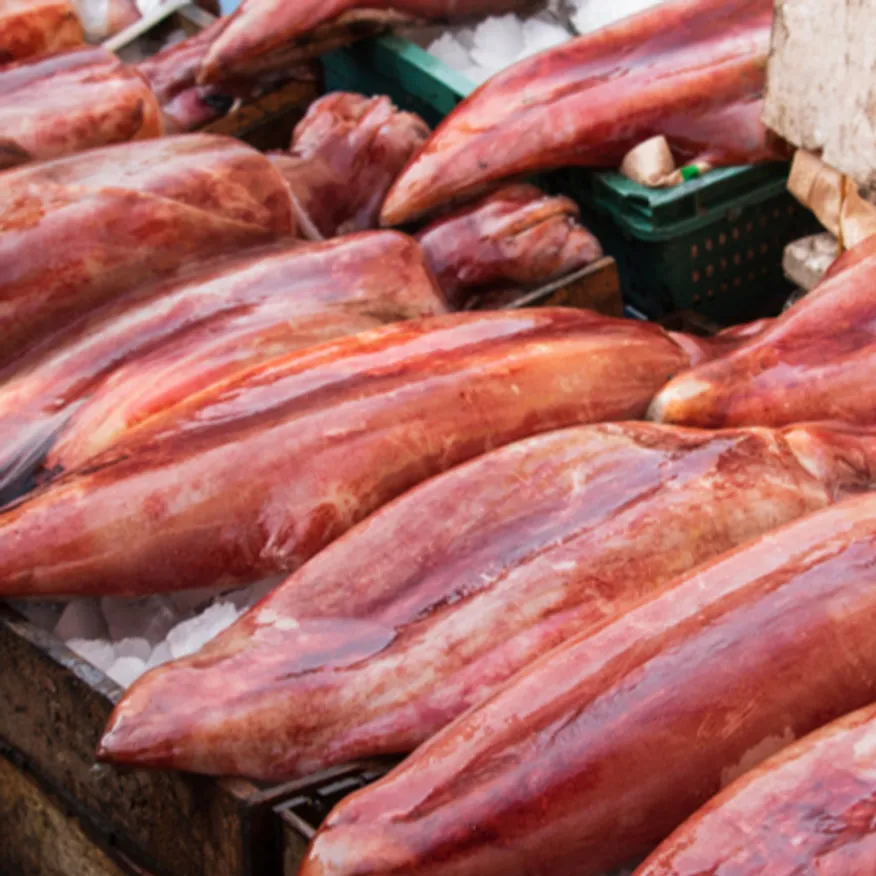 대포한치 대왕한치 3.7kg 최상급 냉동한치 이미지