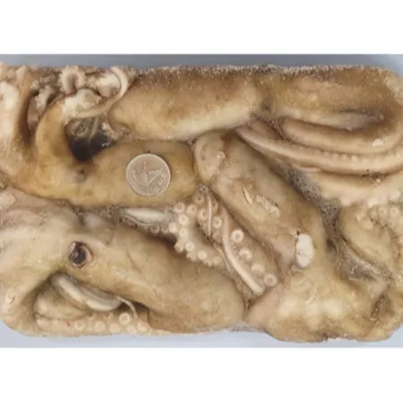 활낙지 850g 4미 냉동낙지 200-300 이미지