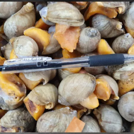 서해안 자연산 골뱅이 8kg 자숙 냉동 골뱅이 이미지