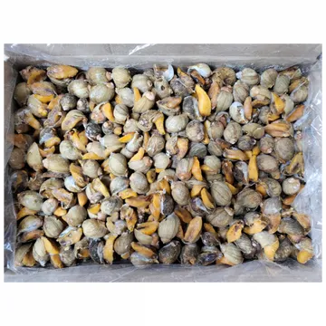 서해안 자연산 골뱅이 8kg 자숙 냉동 골뱅이