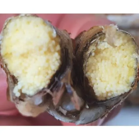 알이꽉찬 열빙어 시사모 550g(110g*5미*5팩) 이미지