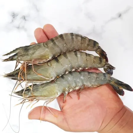 블랙타이거새우 20미 1박스5kg (500gx10팩) 업소용 냉동 대하 이미지