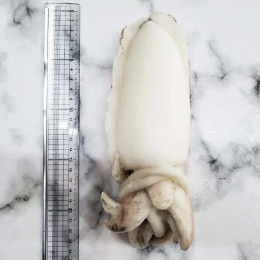 냉동 갑오징어 홀크린 5kg 200-300 18미내외 베트남 이미지