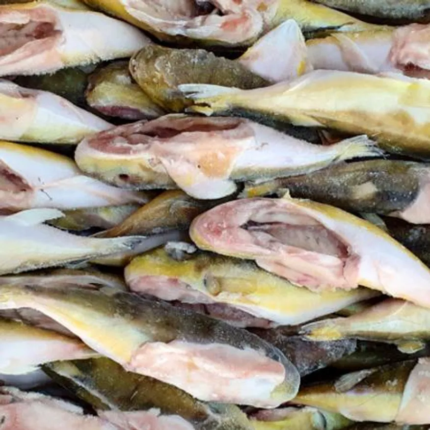 냉동 복어 밀복어 15kg 200-300 (60마리내외) 대용량 손질 복어 은밀복 이미지