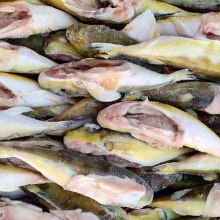 냉동 복어 밀복어 15kg 200-300 (60마리내외) 대용량 손질 복어 은밀복 이미지