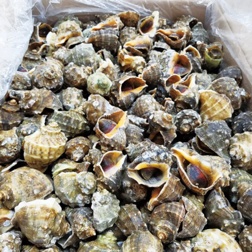 국내산 참소라 10kg 자숙 피참소라 껍질소라 이미지