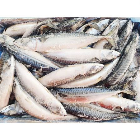노르웨이 고등어 20kg(400-600) 대사이즈 33~50미 내외 업소용 냉동고등어 이미지