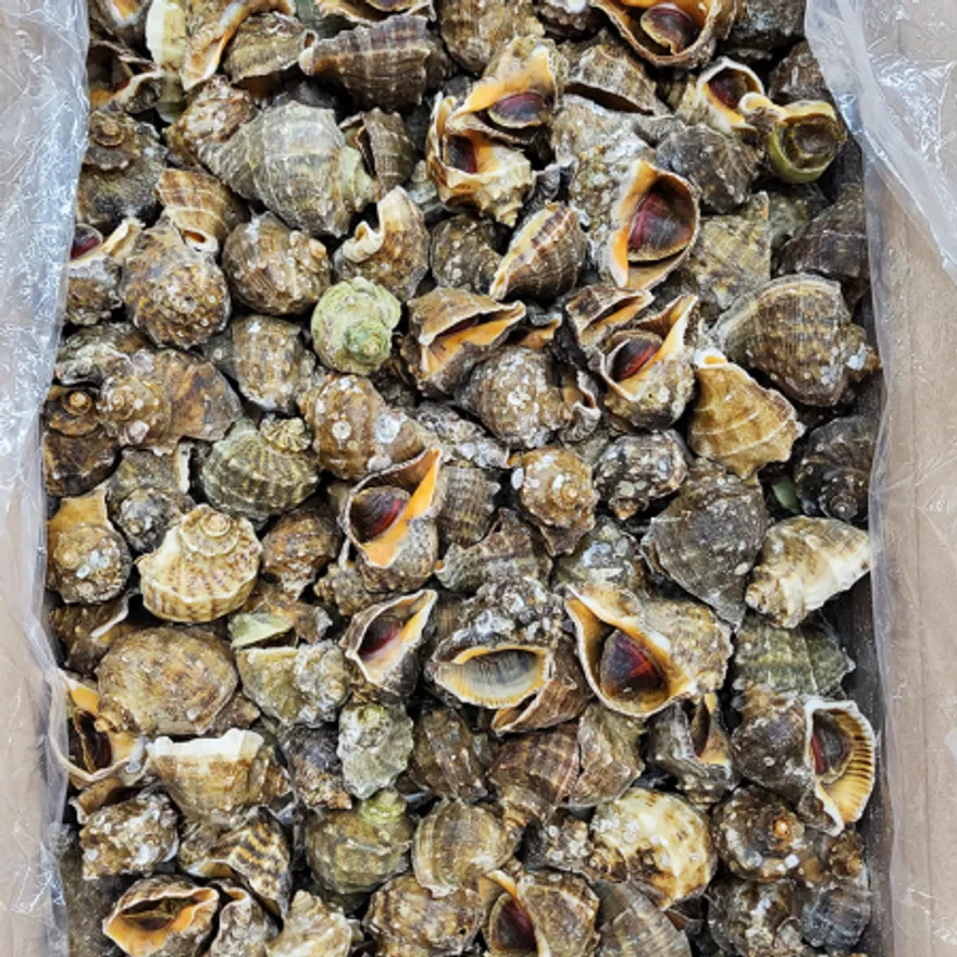 국내산 참소라 10kg 자숙 피참소라 껍질소라 이미지