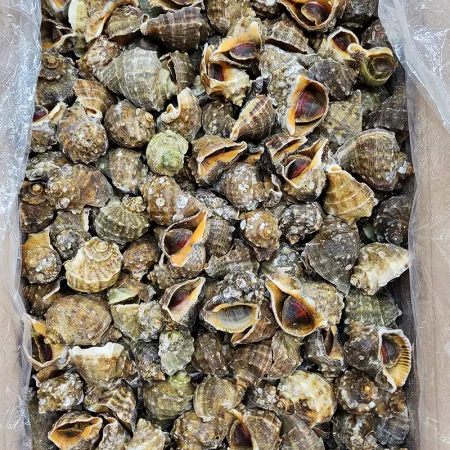 국내산 참소라 10kg 피참소라 이미지