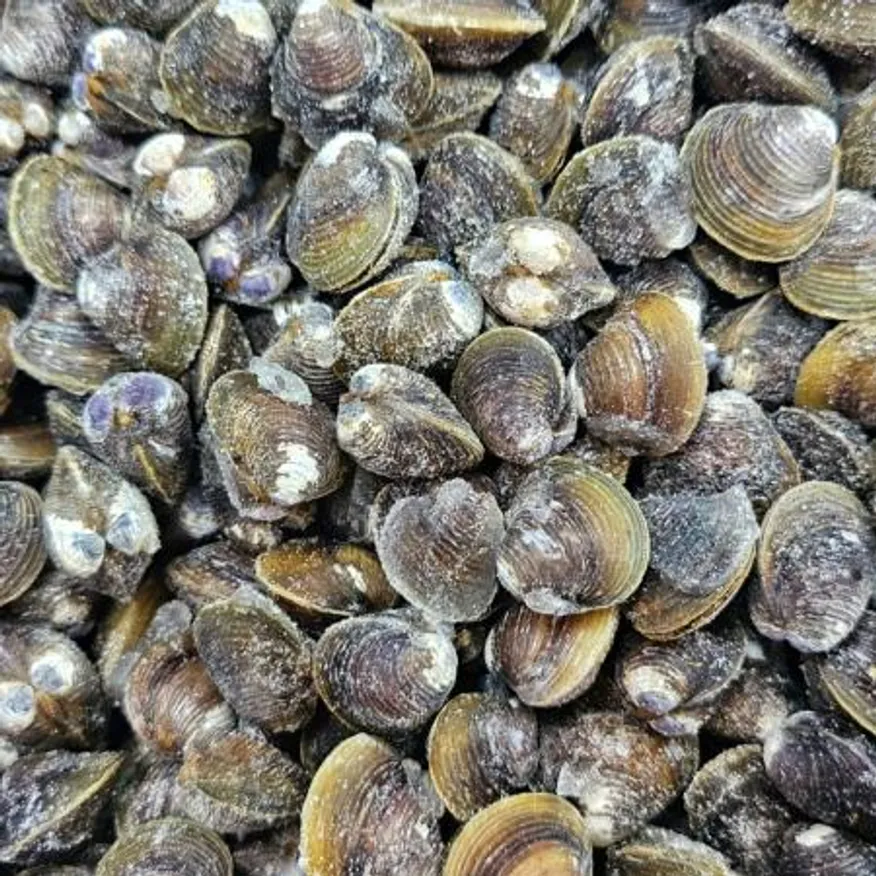 대용량 냉동 재첩 조개 10kg 재첩국 이미지