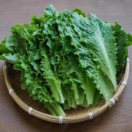 늘바른 국내산 친환경 청상추 150g3봉