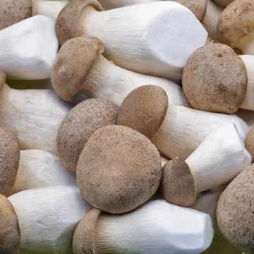 늘바른 국내산 친환경 무농약 새송이버섯2kg