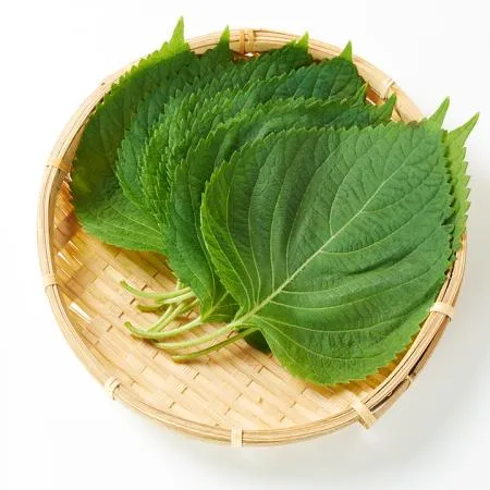 늘바른 국내산 친환경 무농약 깻잎 30g10봉