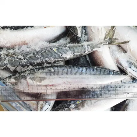 노르웨이 고등어 20kg(300-500) 중사이즈 40~66미 내외 업소용 냉동고등어 이미지