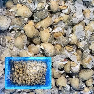 자연산 흑고동 8kg 국내산 비자숙 흑골뱅이 탕 업소용