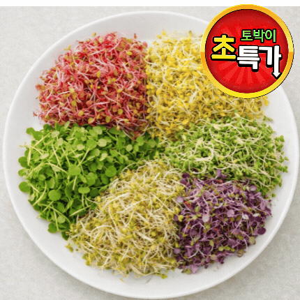 ★알뜰 특가★ 모듬새싹 (대 / 국내산) 500g pack