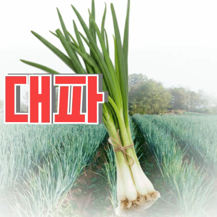 ⭐첫구매 특가⭐ 흙 대파 (국내산) 1단