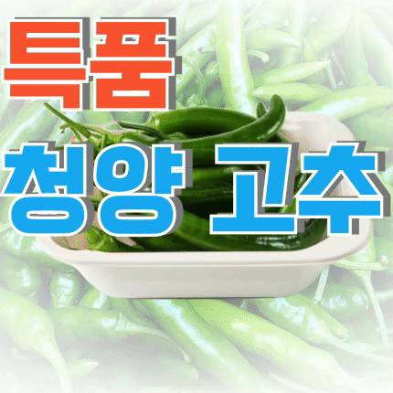 ⭐첫구매 특가⭐ 청양고추 (특) 1kg