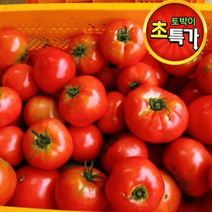 ★과일 특가★ 토마토 (완숙 / 4번 비선별과 / 쥬스용) 5kg
