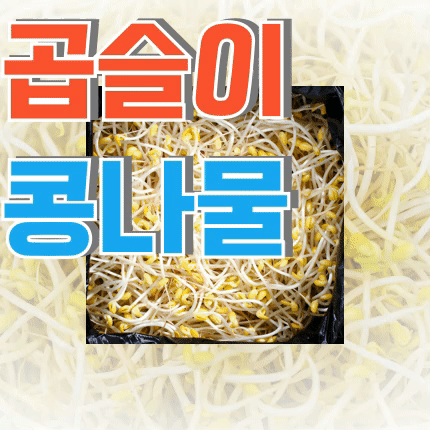 ⭐첫구매 특가⭐ 곱슬이 콩나물 (수입콩 / 국내제조) 3.5kg (±10%) box