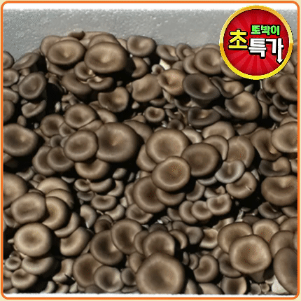 ★알뜰 특가★ 느타리 (특 / 꽃느타리 / 국내산) 2kg box