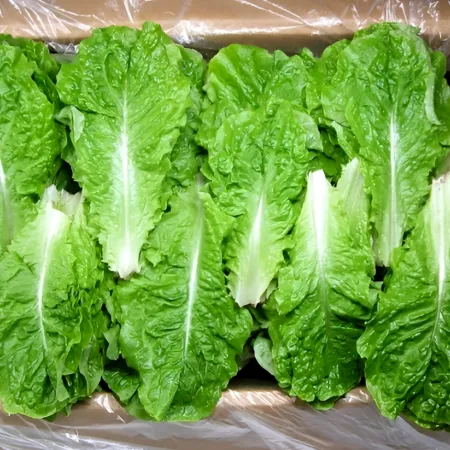 ★알뜰 특가★ 청상추 (상 / 국내산) 4kg box