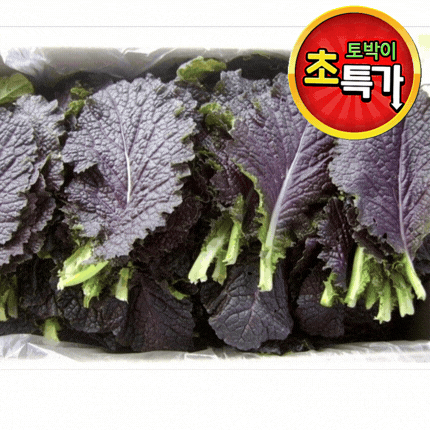 ★알뜰 특가★ 적겨자 (특 / 국내산) 2kg box - 최저가 사업자 식자재 | 식봄