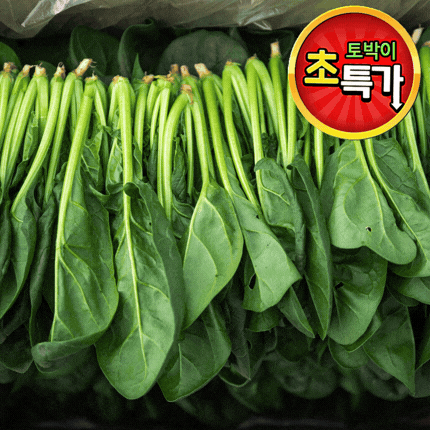 ★알뜰 특가★ 시금치 (김밥용 / 국내산) 4kg box