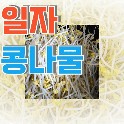 ⭐첫구매 특가⭐ 일자 콩나물 (수입콩 / 국내제조) 3.5kg (±10%) box