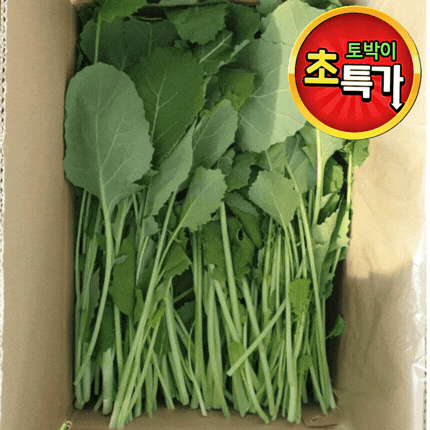 ★알뜰 특가★ 유채나물 (하루나 / 국내산) 4kg box