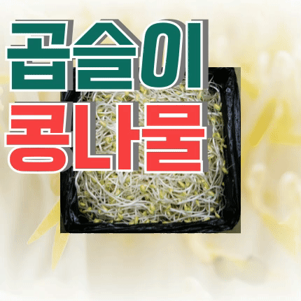 ⭐첫구매 특가⭐ 곱슬이 콩나물 (수입콩 / 국내제조) 3.5kg (±10%) box