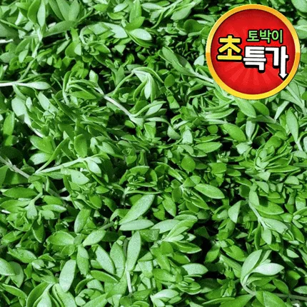 ★알뜰 특가★ 돗나물 (돈나물 / 돌나물 / 국내산) 4kg box