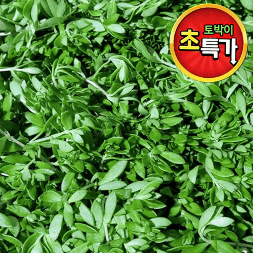 ★알뜰 특가★ 돗나물 (돈나물 / 돌나물 / 국내산) 4kg box 이미지