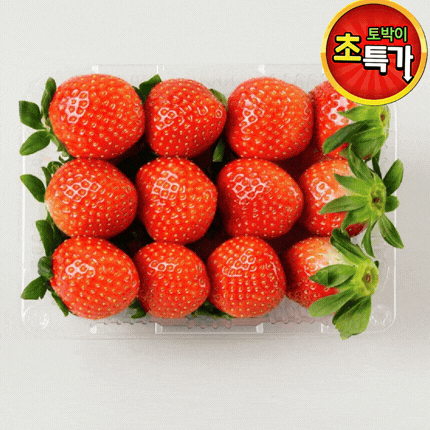 ★입점 특가★ 설향 딸기 (3~4 / 특 / 20-25입 / 당일경매) 500g