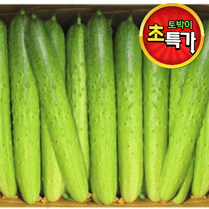 ★알뜰 특가★ 백오이 (상 / 50입 내외 / 국내산) 10kg box