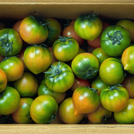 ★과일 특가★ 대저 토마토 (대과 / L-2L) 2.5kg