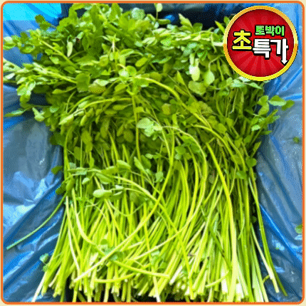 ★알뜰 특가★ 미나리 (A급 / 돌미나리 / 국내산) 4kg box