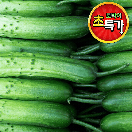 ★알뜰 특가★ 청오이 (상 / 50입 내외 / 국내산) 10kg box