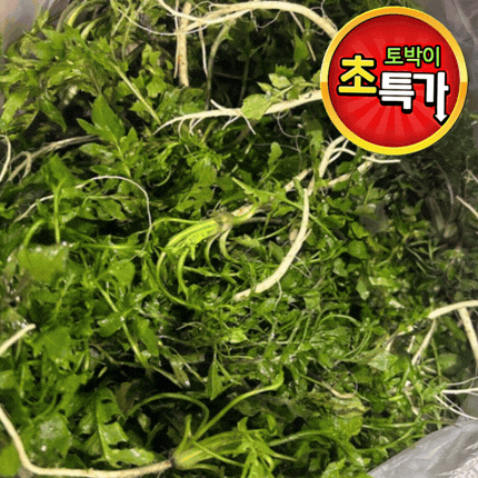 ★알뜰 특가★ 냉이 (국내산) 1kg