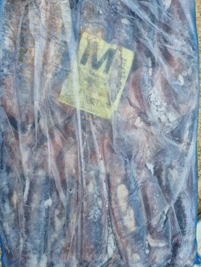 포클랜드 선동 포크오징어 M 20kg 냉동오징어 이미지