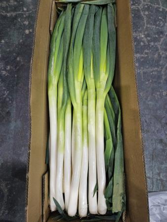 (무료배송) 대파 수입 10KG 중국산 손질 업소용 대용량 식자재