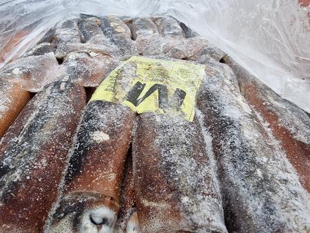 포클랜드 선동 포크오징어 M 20kg 냉동오징어