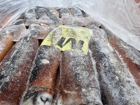 포클랜드 선동 포크오징어 M 20kg 냉동오징어