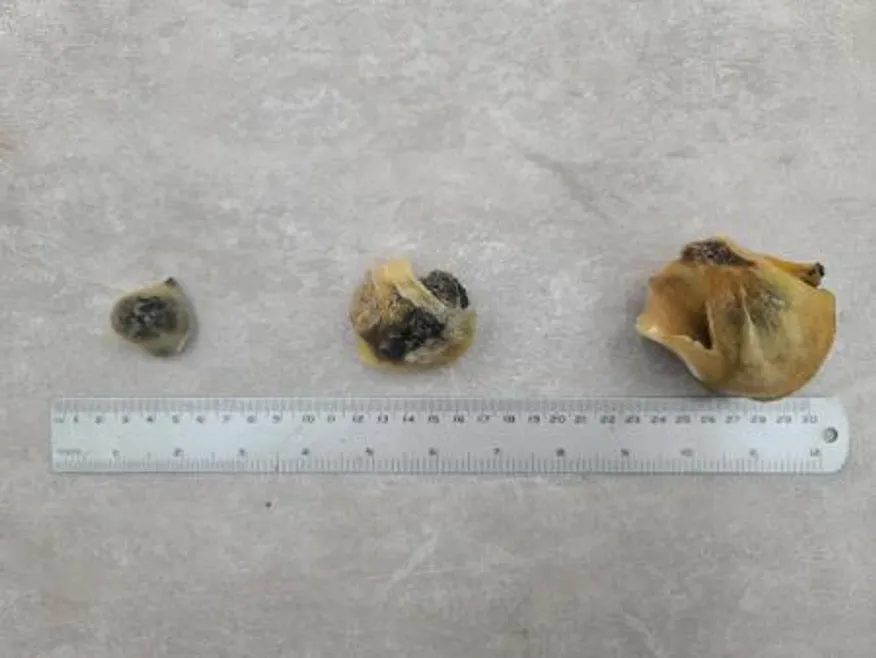 최상급 터키 참소라살 10kg 2L 피뿔고둥살 냉동 소라살 도매용 업소용 이미지