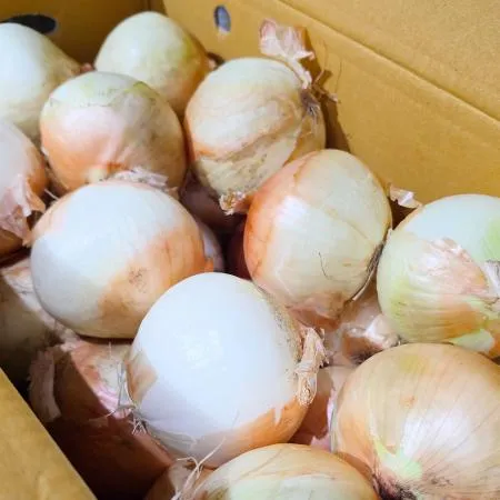 씨알마루 국내산 햇양파 10kg 국산 양파 대용량 식자재 싱싱 야채 이미지